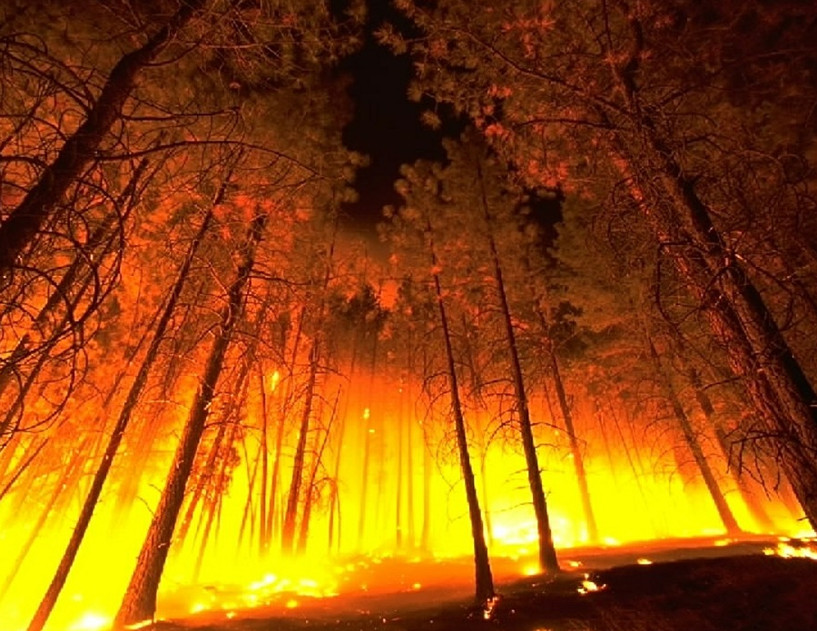 Forest fires, An enormous resource loss.